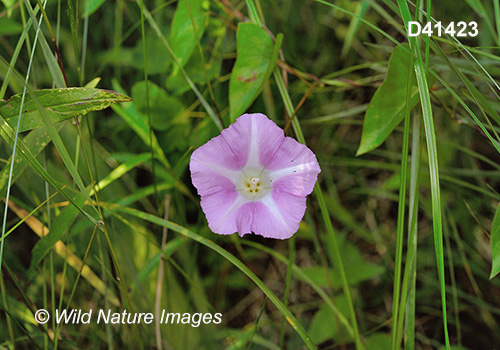 Hedge False Bindweed (Calystegia sepium)